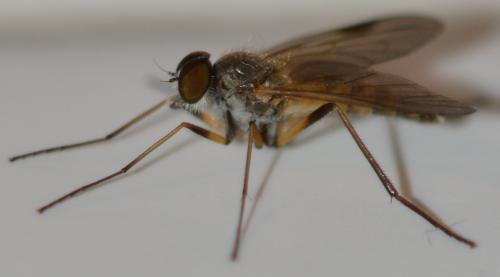Rhagio lineola